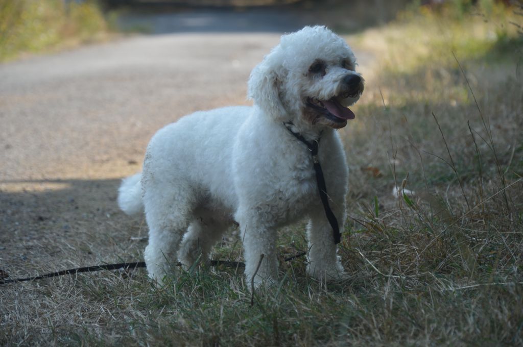 Sirius du domaine de kerjonc