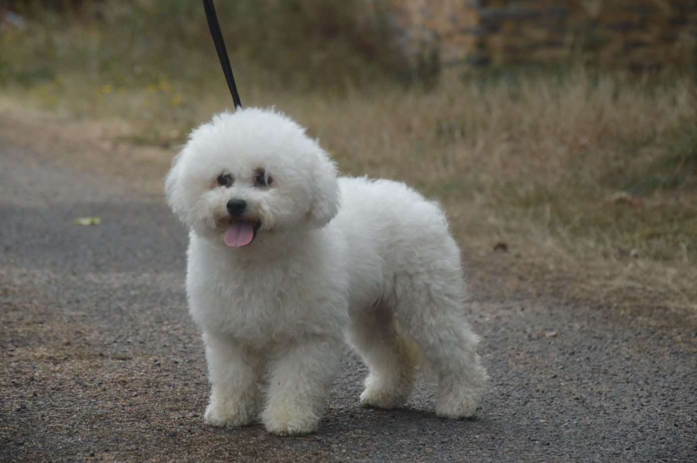 Vita du Domaine du Feu Cochard