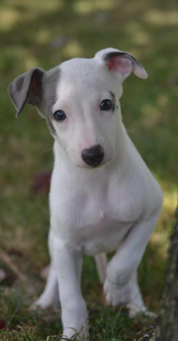 Les bébés sont nés!