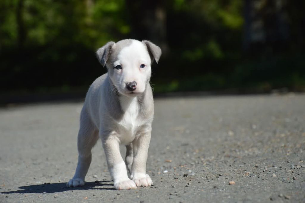 Chiots disponibles !