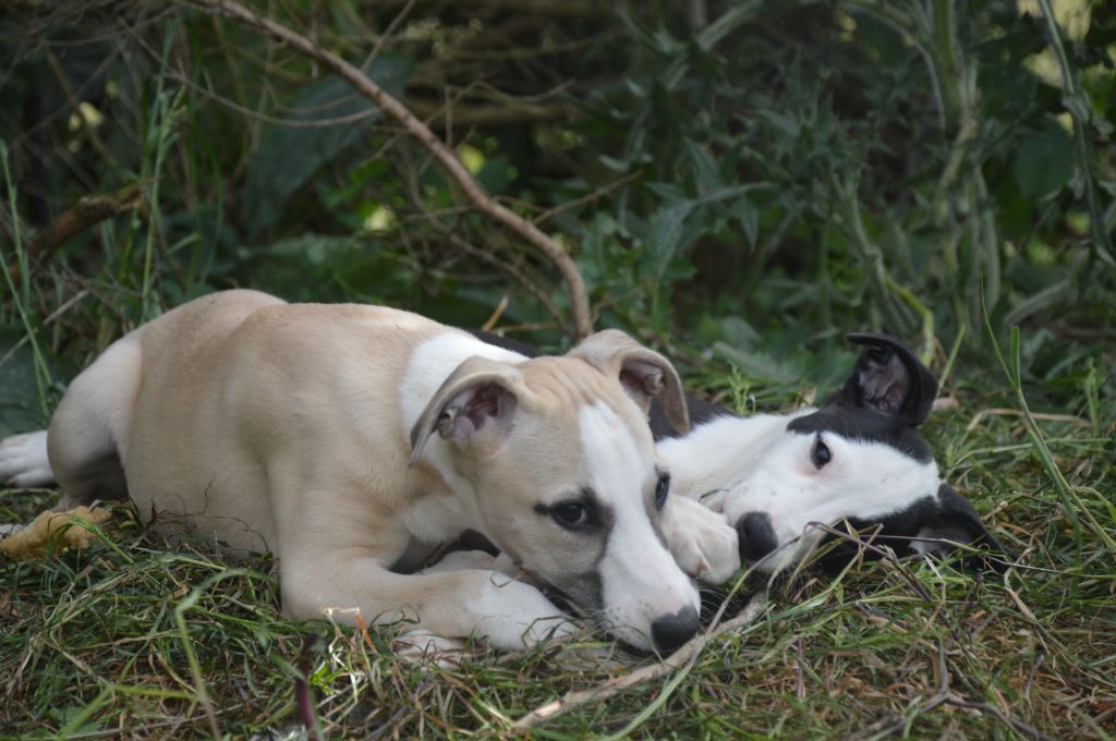 Mady'n Alphysia - Chiots disponibles - Whippet