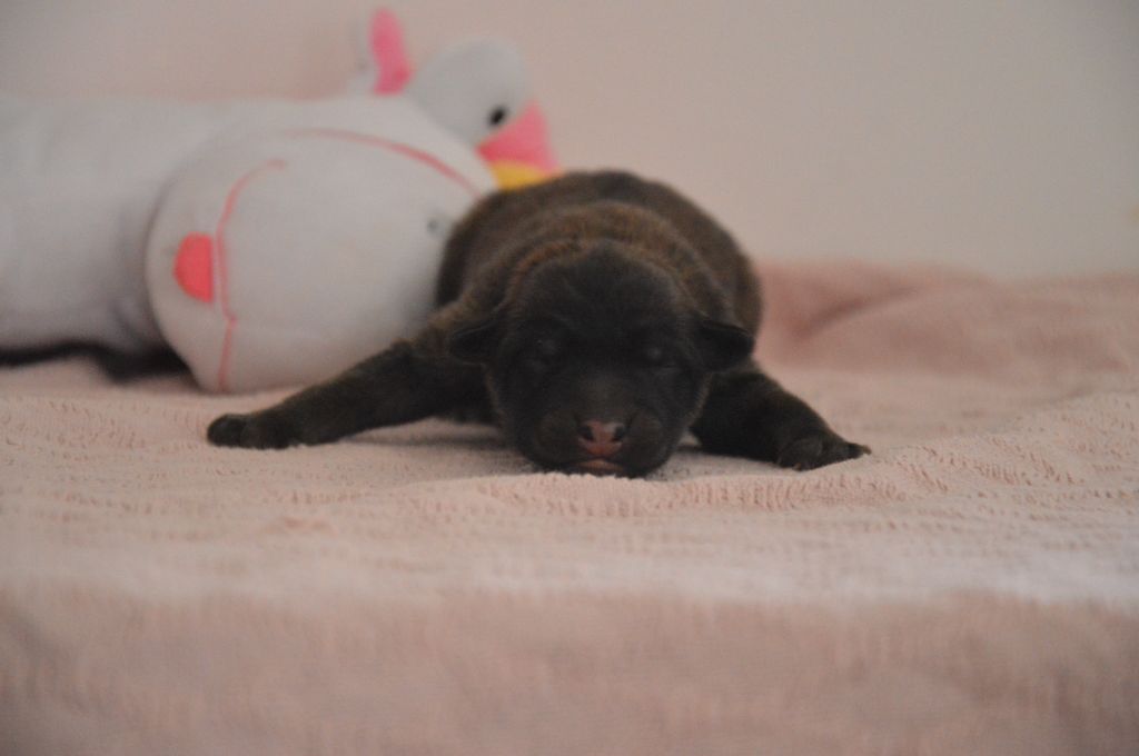 Mady'n Alphysia - Chiots disponibles - Berger Belge