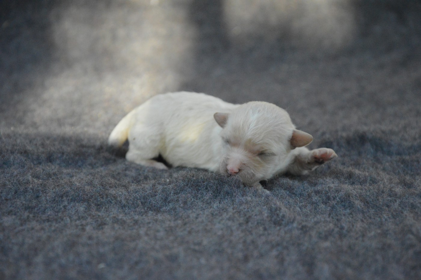 Mady'n Alphysia - Chiots disponibles - Bichon Frise