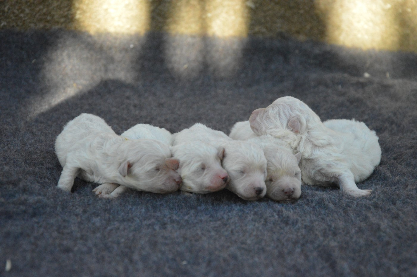 Mady'n Alphysia - Chiots disponibles - Bichon Frise