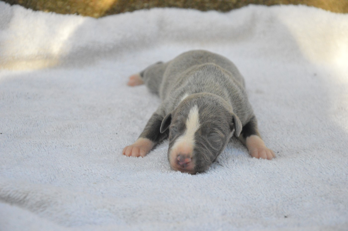 Mady'n Alphysia - Chiots disponibles - Whippet