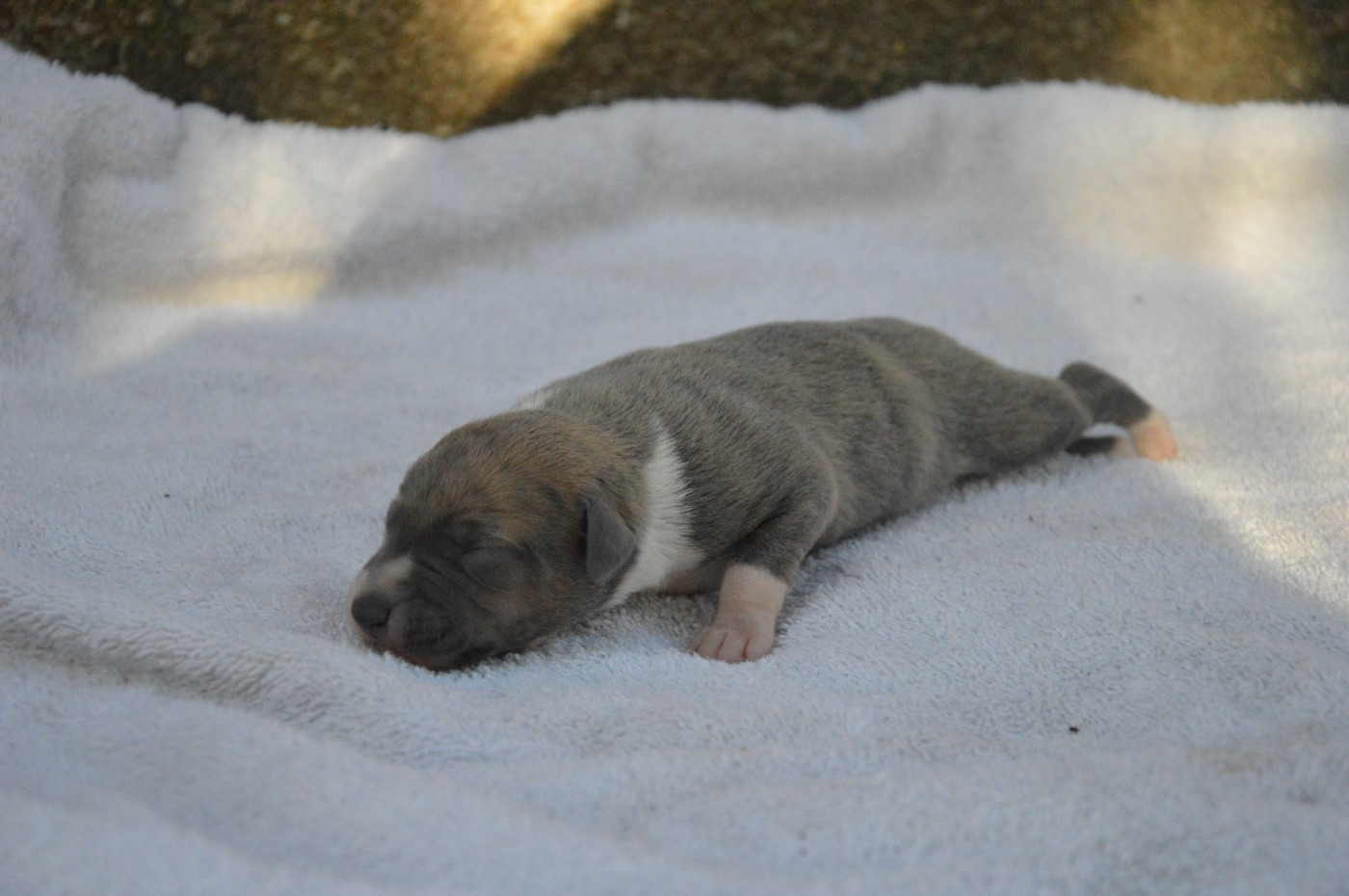 Mady'n Alphysia - Chiots disponibles - Whippet