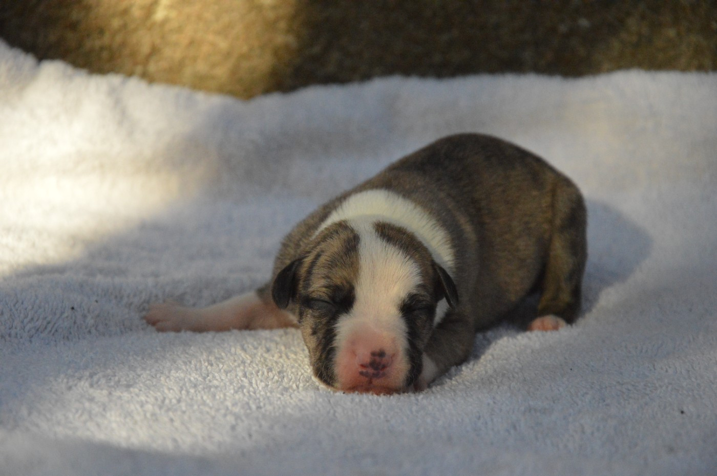 Mady'n Alphysia - Whippet - Portée née le 20/11/2025