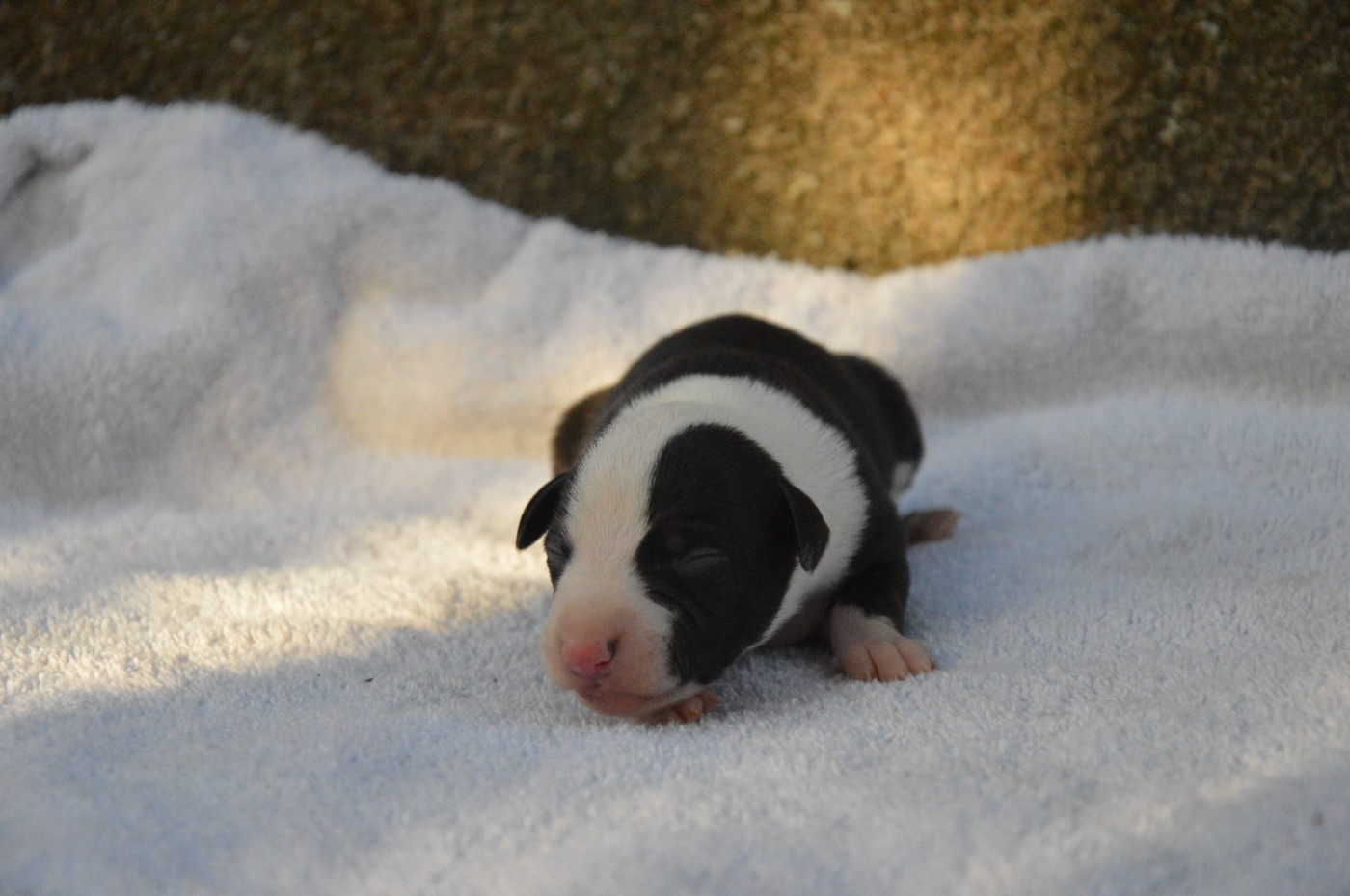 Mady'n Alphysia - Chiots disponibles - Whippet