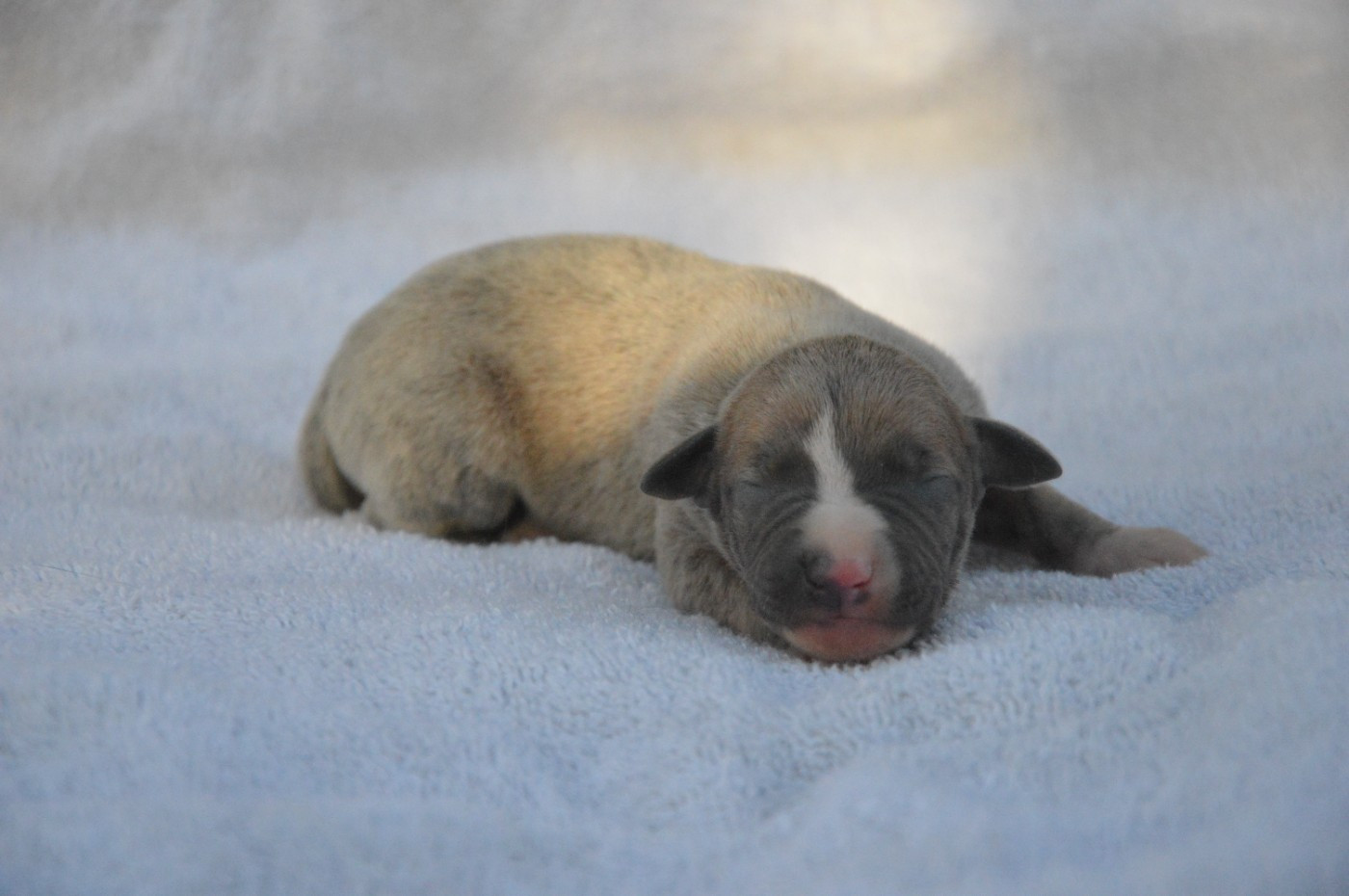 Mady'n Alphysia - Chiots disponibles - Whippet