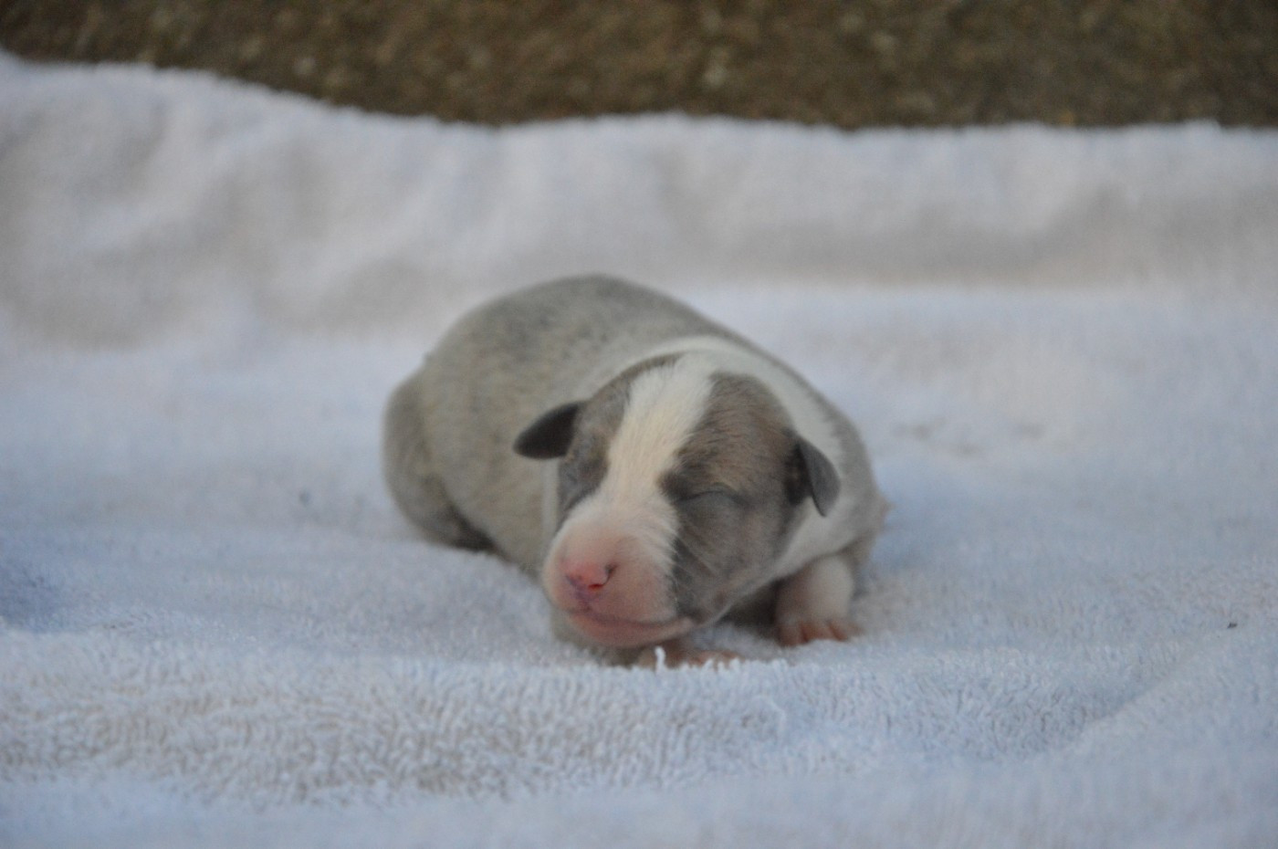 Mady'n Alphysia - Chiots disponibles - Whippet