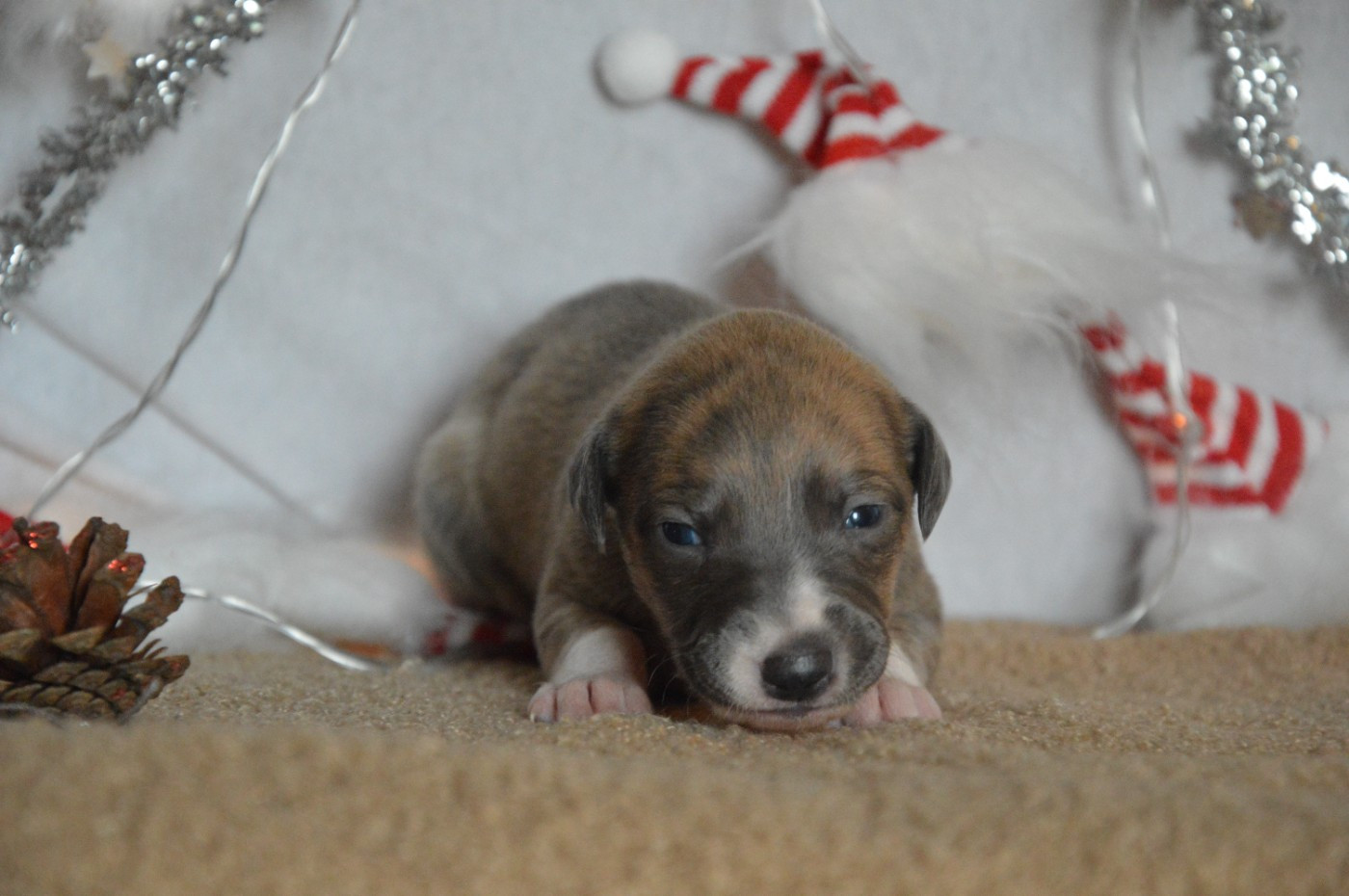 Mady'n Alphysia - Chiots disponibles - Whippet