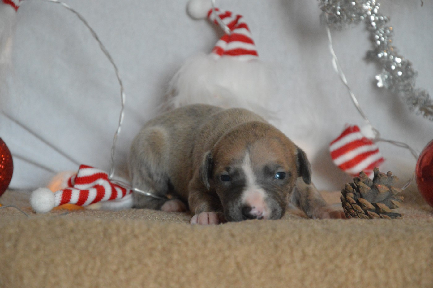 Mady'n Alphysia - Chiots disponibles - Whippet