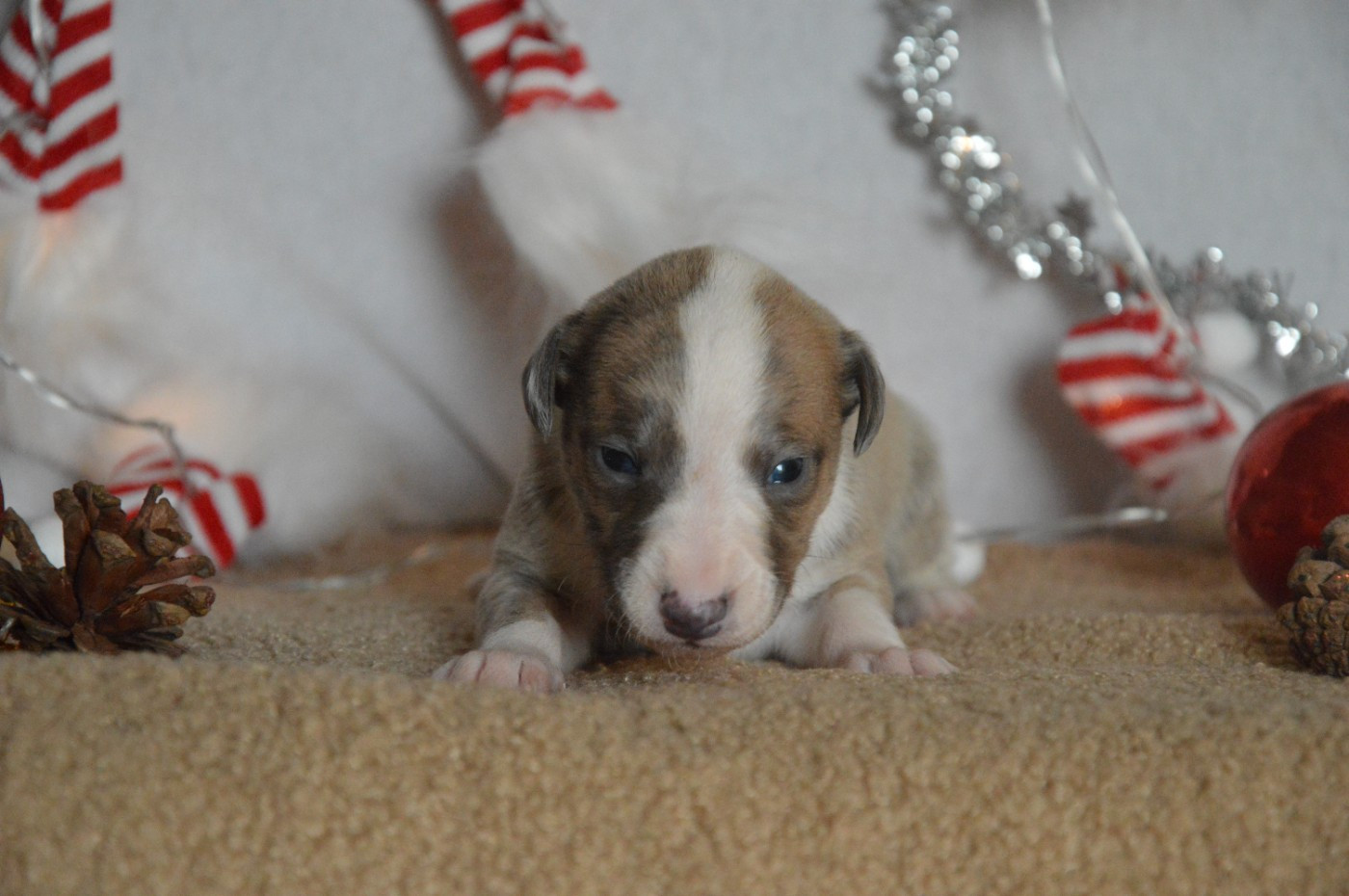 Mady'n Alphysia - Chiots disponibles - Whippet