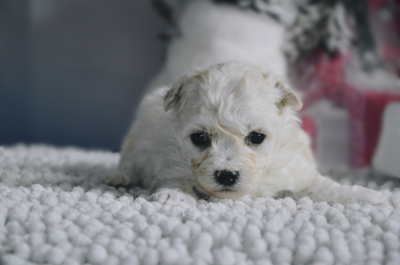 Mady'n Alphysia - Bichon Frise - Portée née le 21/11/2025