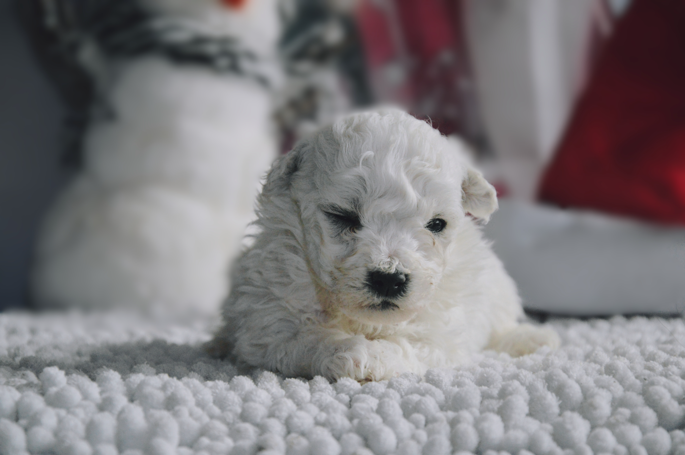 Mady'n Alphysia - Chiots disponibles - Bichon Frise