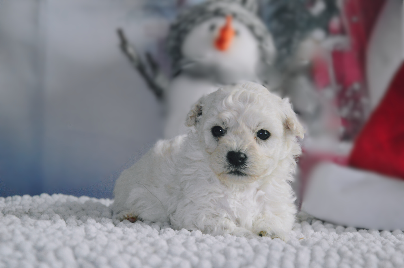 Mady'n Alphysia - Chiots disponibles - Bichon Frise
