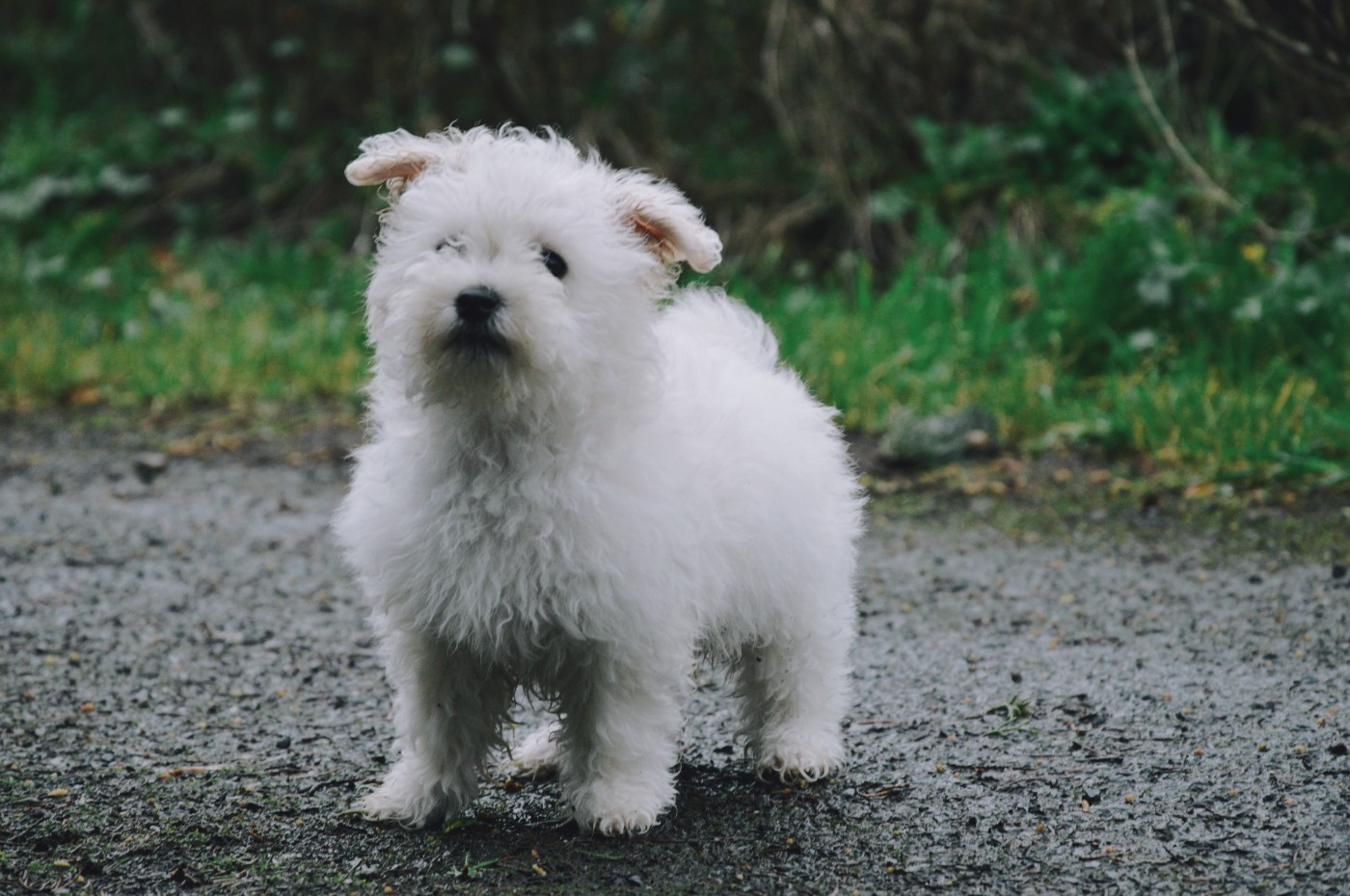 Mady'n Alphysia - Chiots disponibles - Bichon Frise