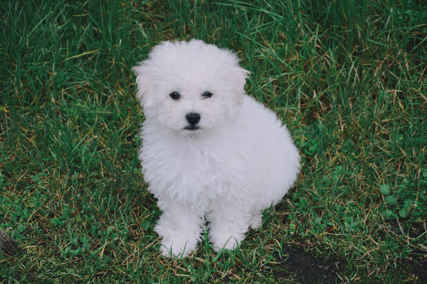 Mady'n Alphysia - Chiots disponibles - Bichon Frise