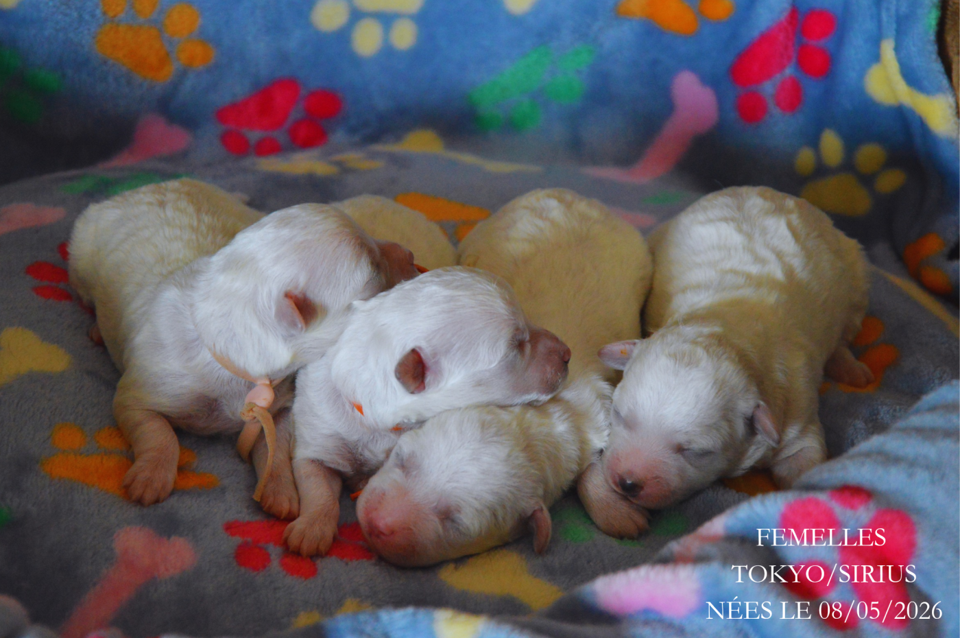 Chiot Bichon Frise Mady'n Alphysia