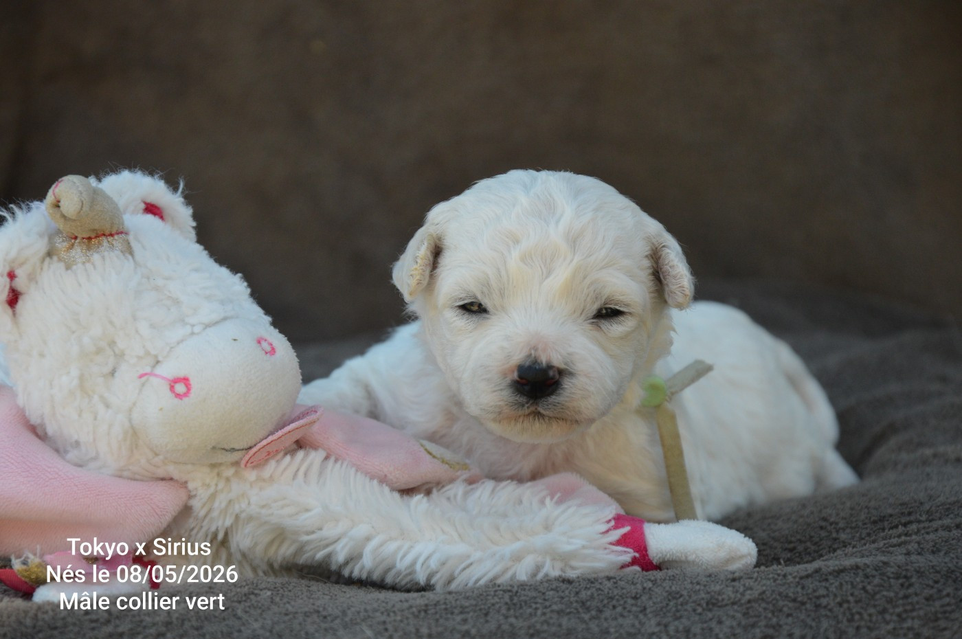 Mady'n Alphysia - Chiots disponibles - Bichon Frise