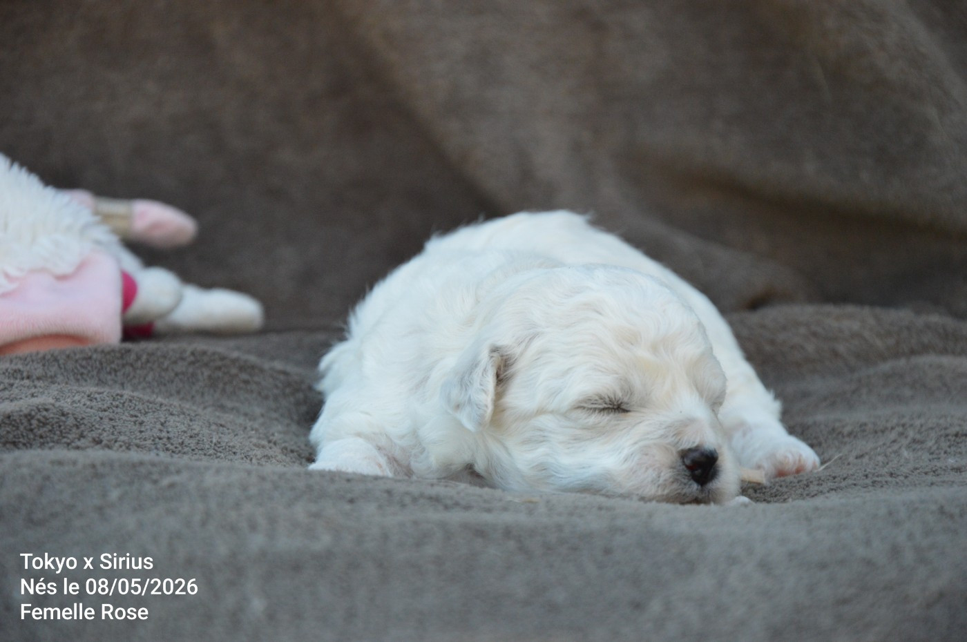 Mady'n Alphysia - Chiots disponibles - Bichon Frise