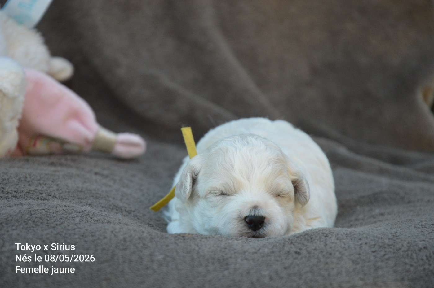 Mady'n Alphysia - Chiots disponibles - Bichon Frise