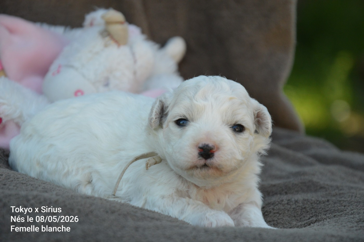 Mady'n Alphysia - Chiots disponibles - Bichon Frise