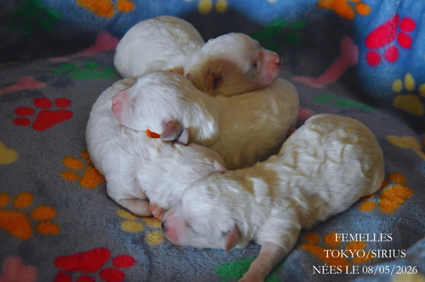 Chiot Bichon Frise Mady'n Alphysia