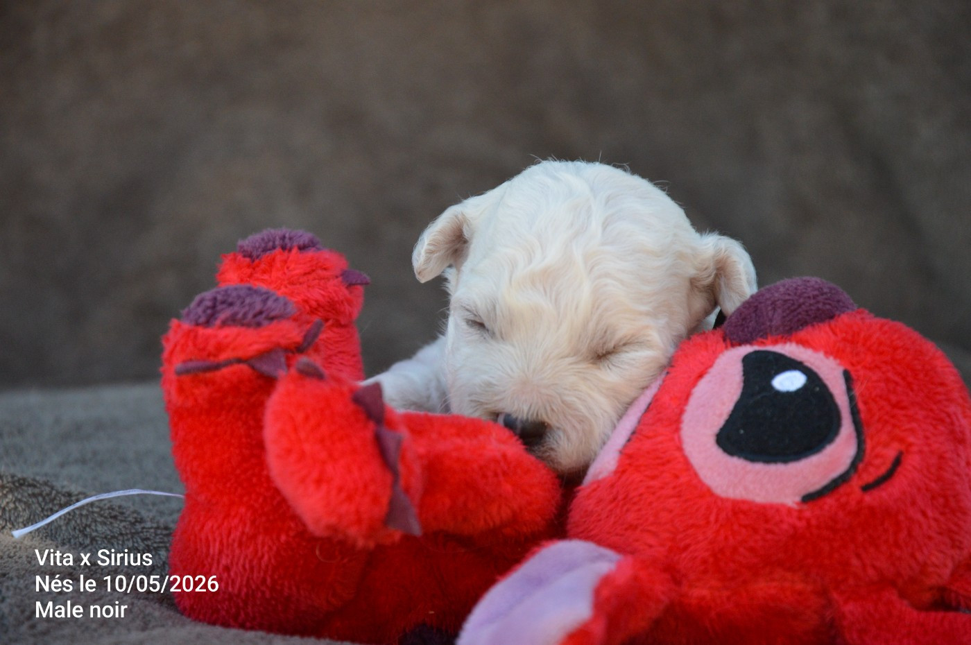 Mady'n Alphysia - Chiots disponibles - Bichon Frise