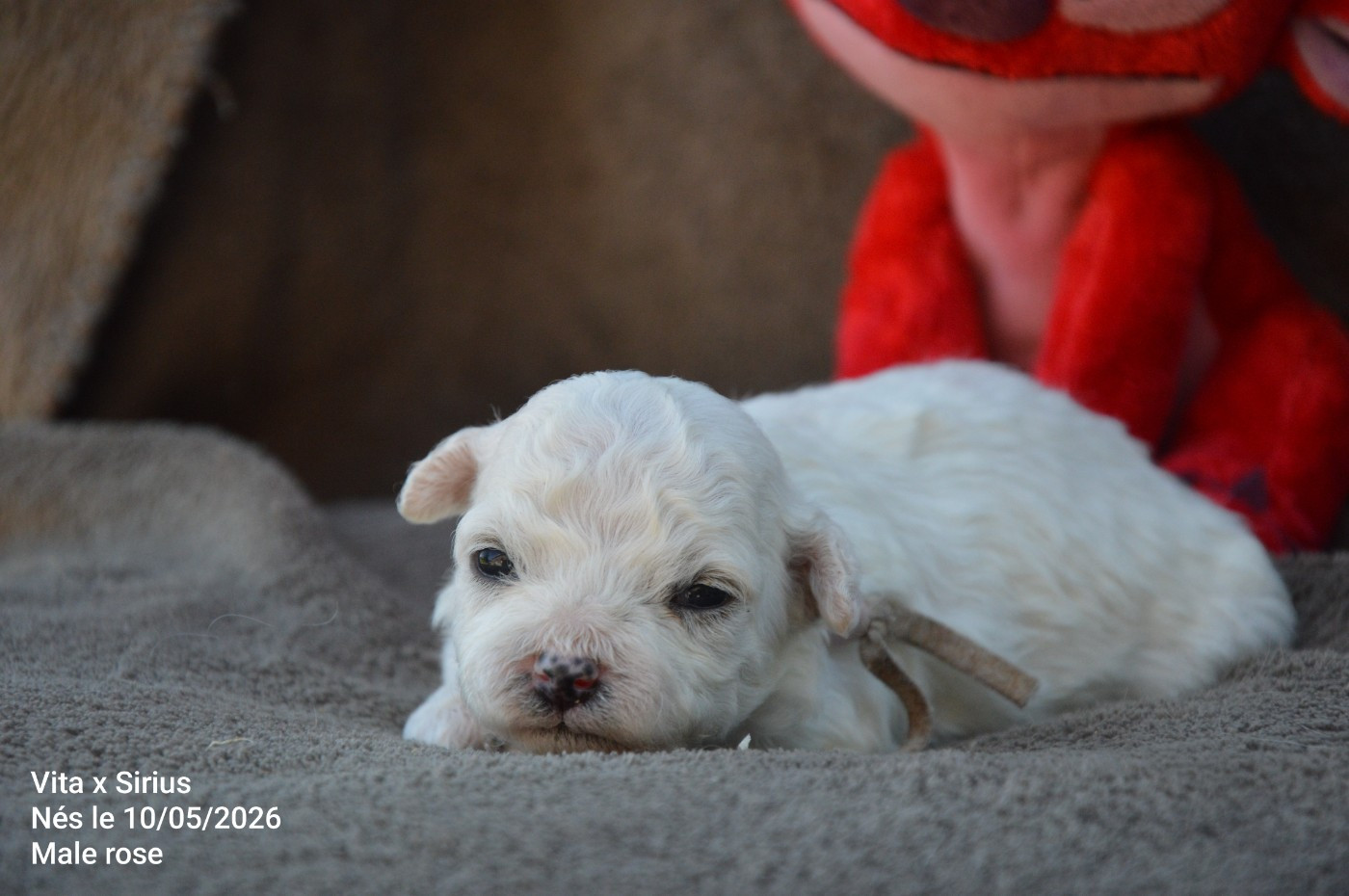 Mady'n Alphysia - Chiots disponibles - Bichon Frise
