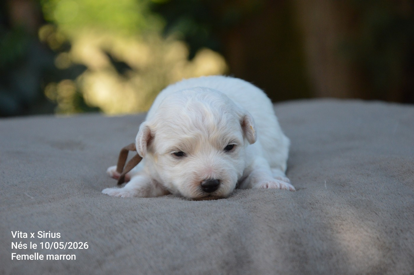 Mady'n Alphysia - Chiots disponibles - Bichon Frise