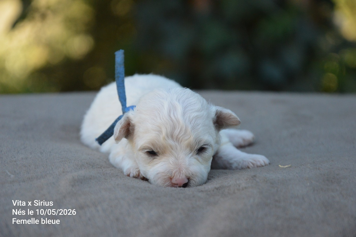 Mady'n Alphysia - Chiots disponibles - Bichon Frise