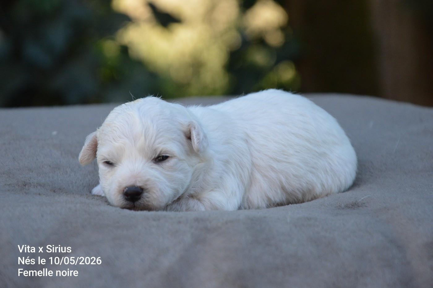 Mady'n Alphysia - Chiots disponibles - Bichon Frise