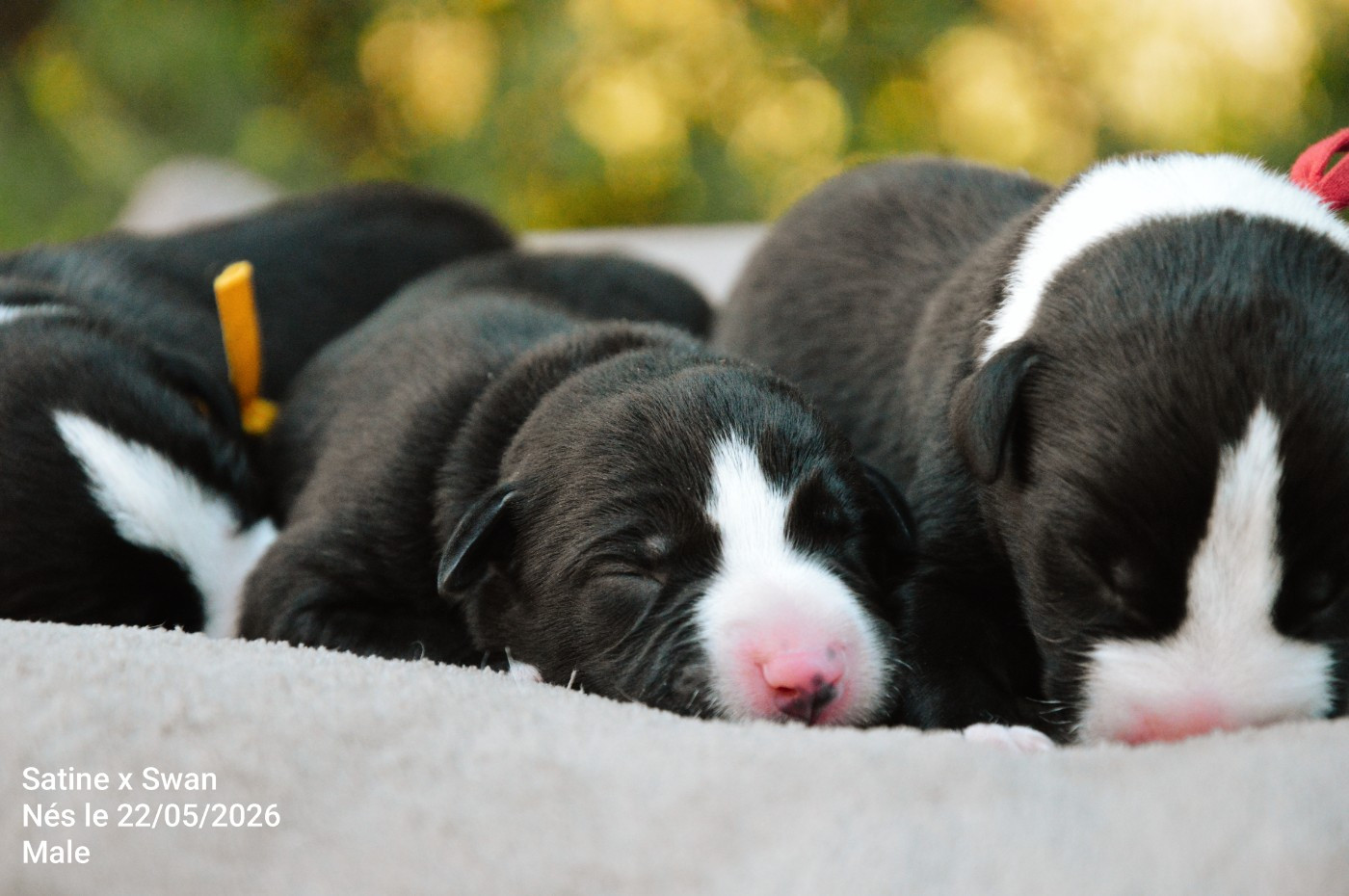 Mady'n Alphysia - Chiots disponibles - Whippet