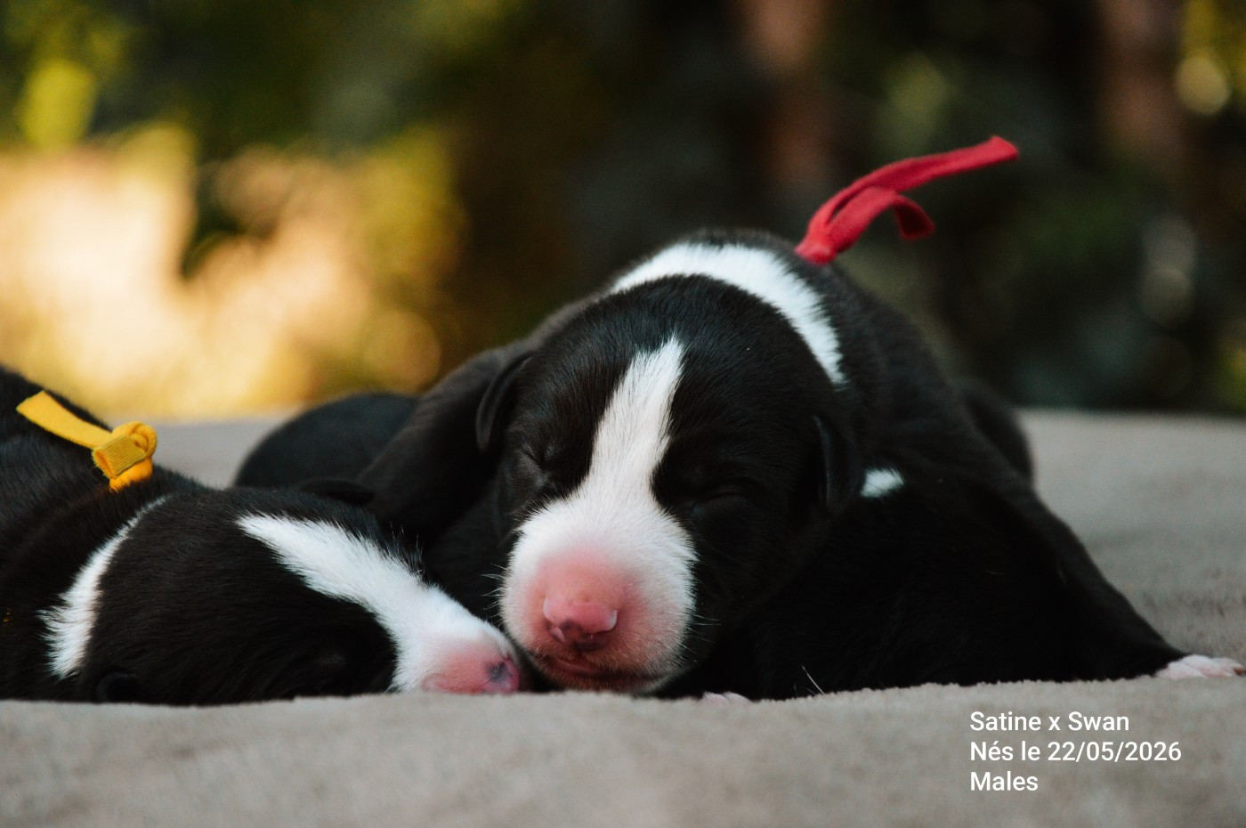 Mady'n Alphysia - Chiots disponibles - Whippet
