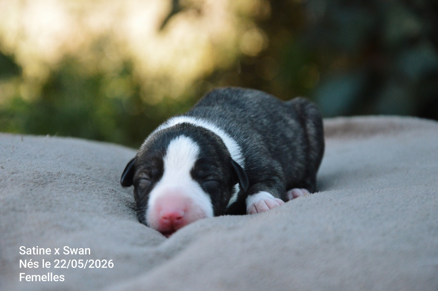 Mady'n Alphysia - Chiots disponibles - Whippet