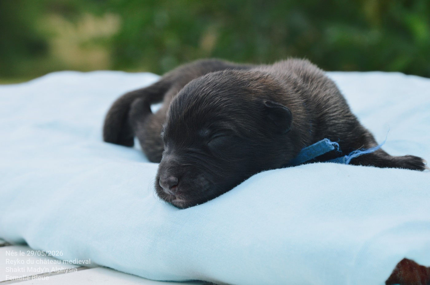Mady'n Alphysia - Chiots disponibles - Berger Belge