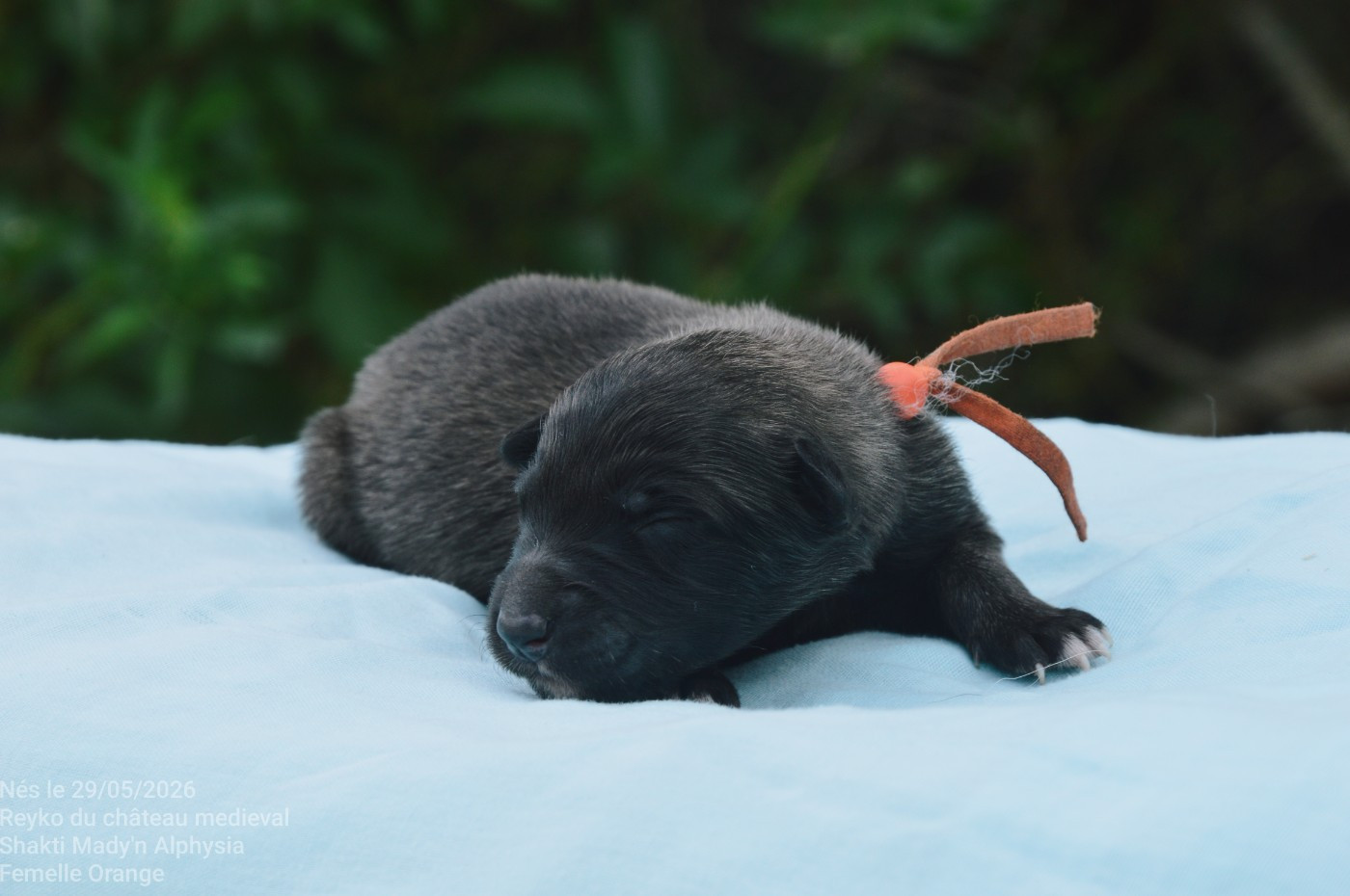 Mady'n Alphysia - Chiots disponibles - Berger Belge