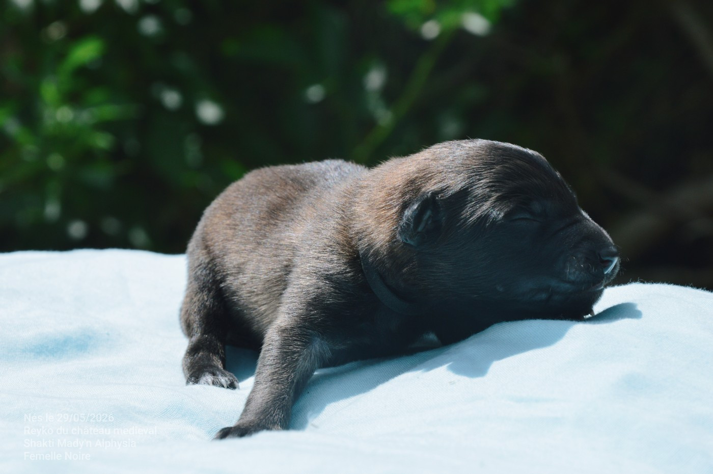 Mady'n Alphysia - Chiots disponibles - Berger Belge