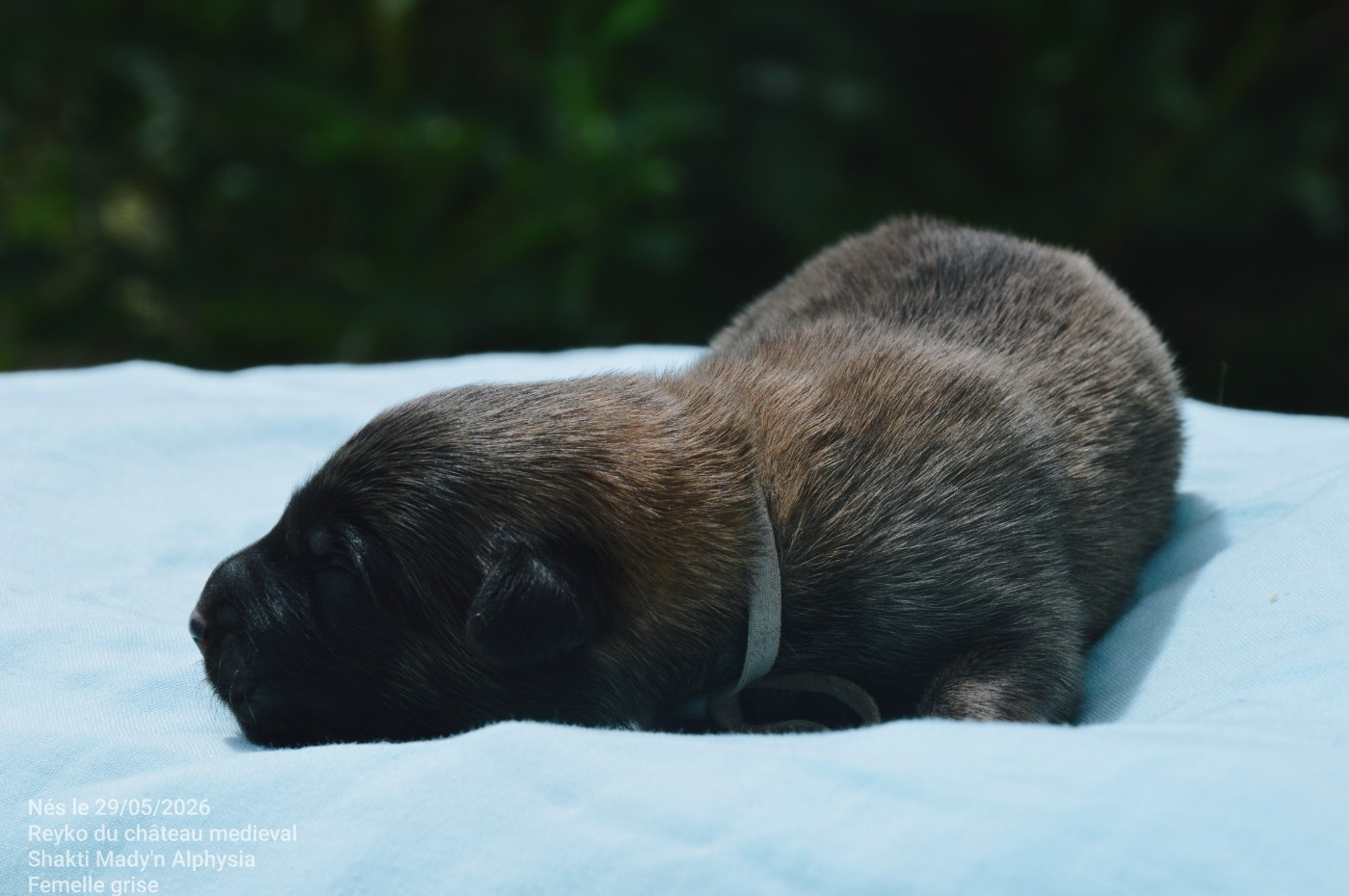 Mady'n Alphysia - Chiots disponibles - Berger Belge