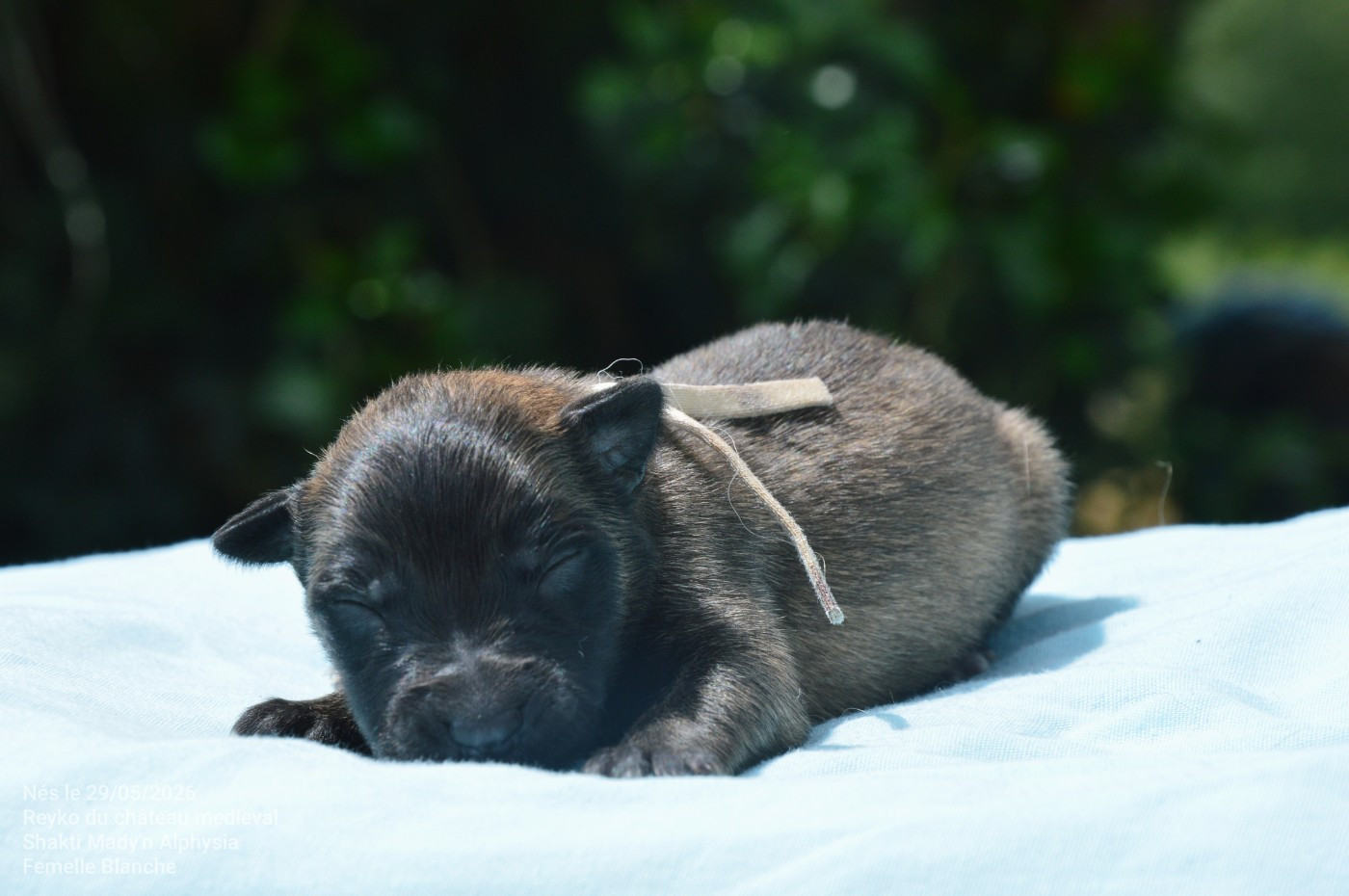 Mady'n Alphysia - Chiots disponibles - Berger Belge
