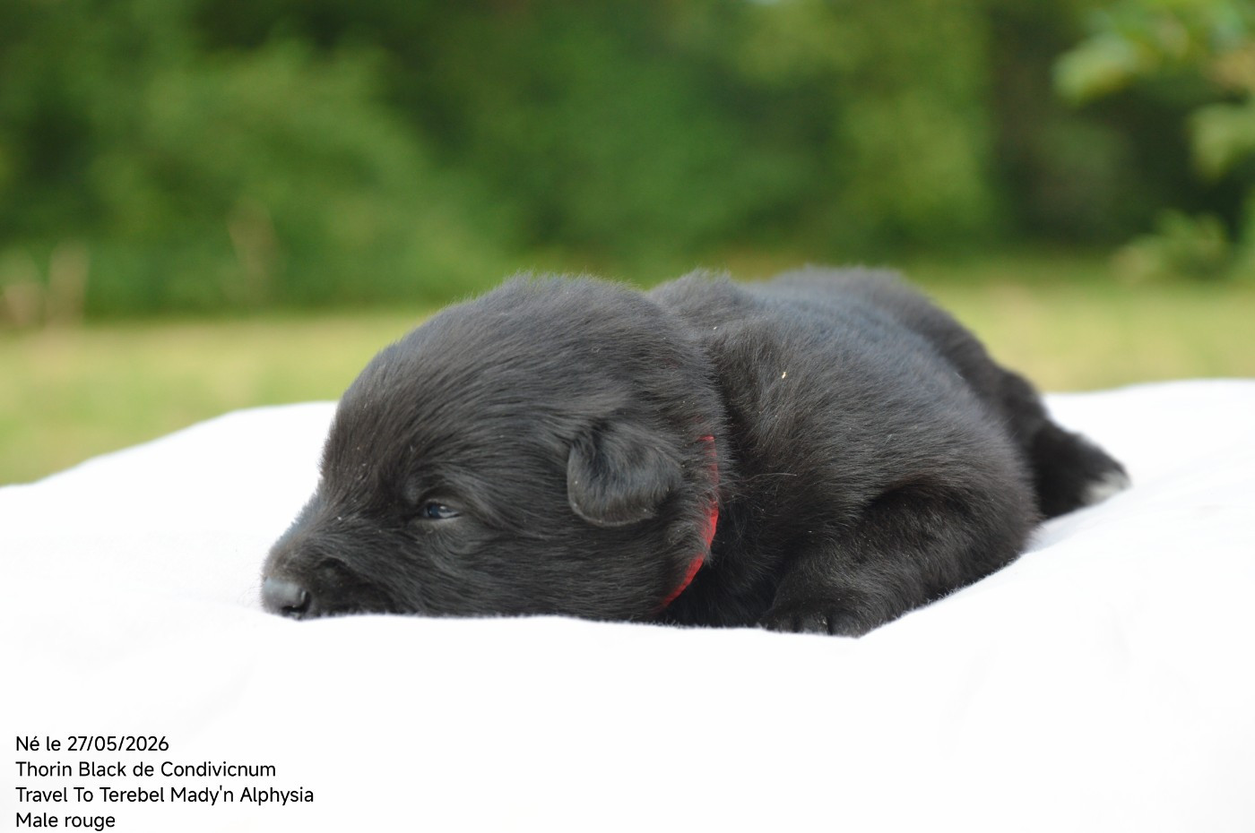Mady'n Alphysia - Chiots disponibles - Berger Belge