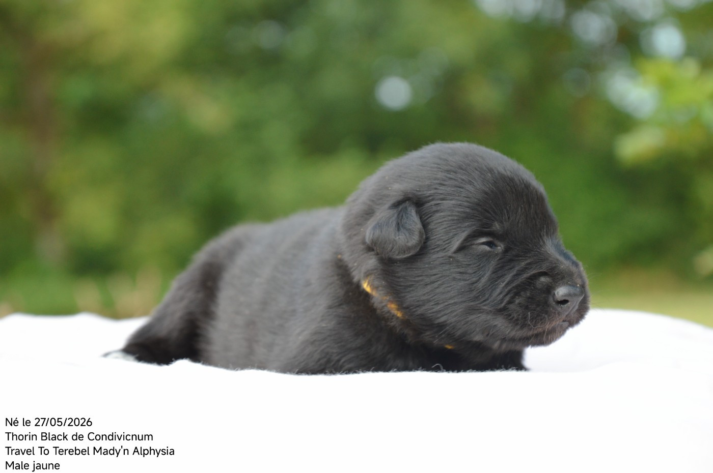 Mady'n Alphysia - Chiots disponibles - Berger Belge