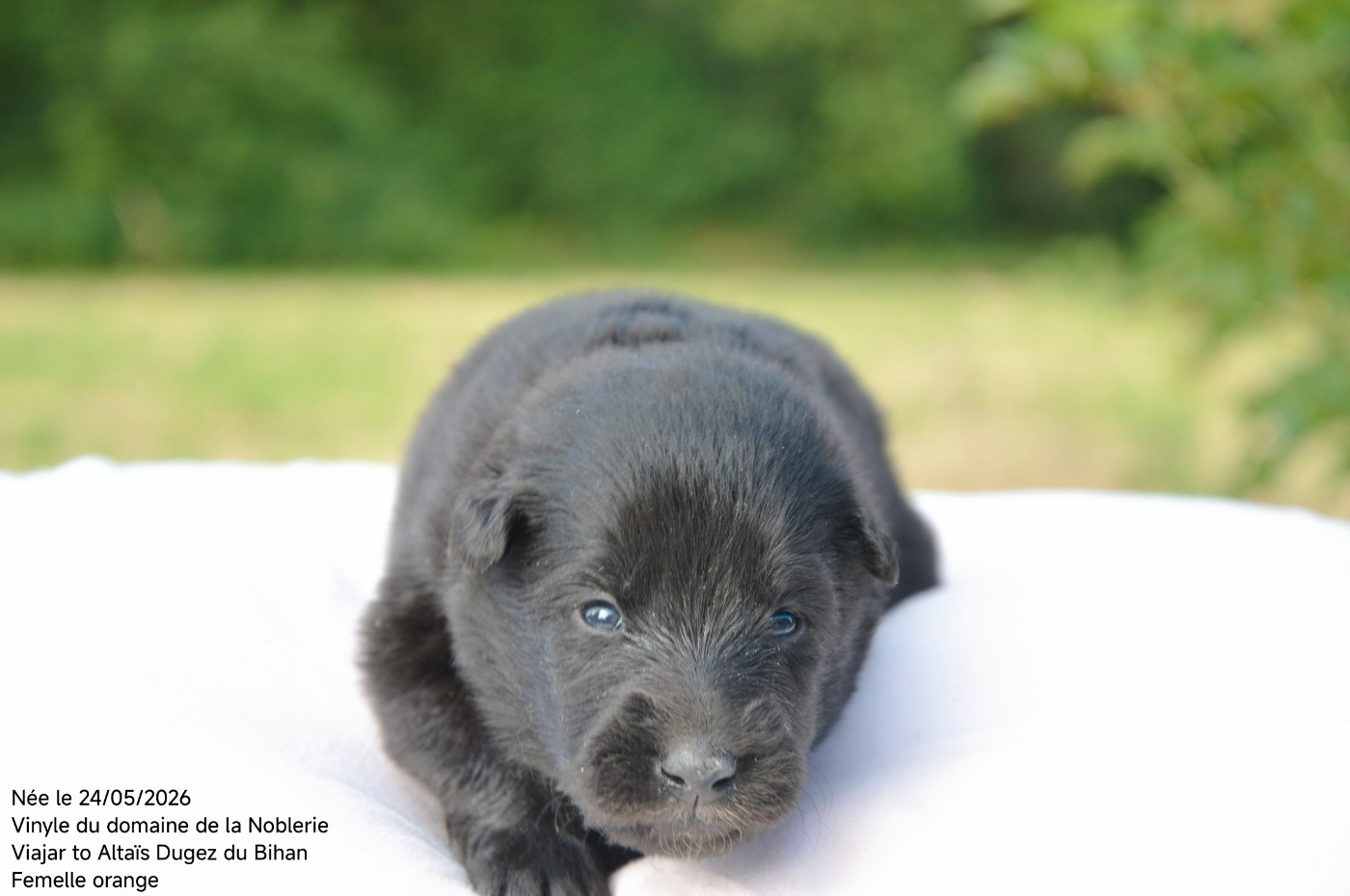 Mady'n Alphysia - Chiots disponibles - Berger Belge