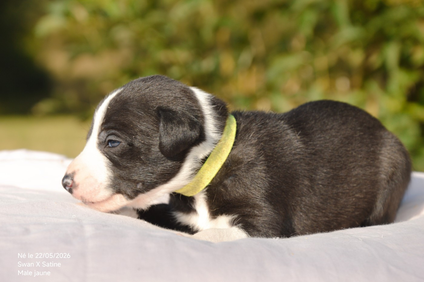 Mady'n Alphysia - Chiots disponibles - Whippet