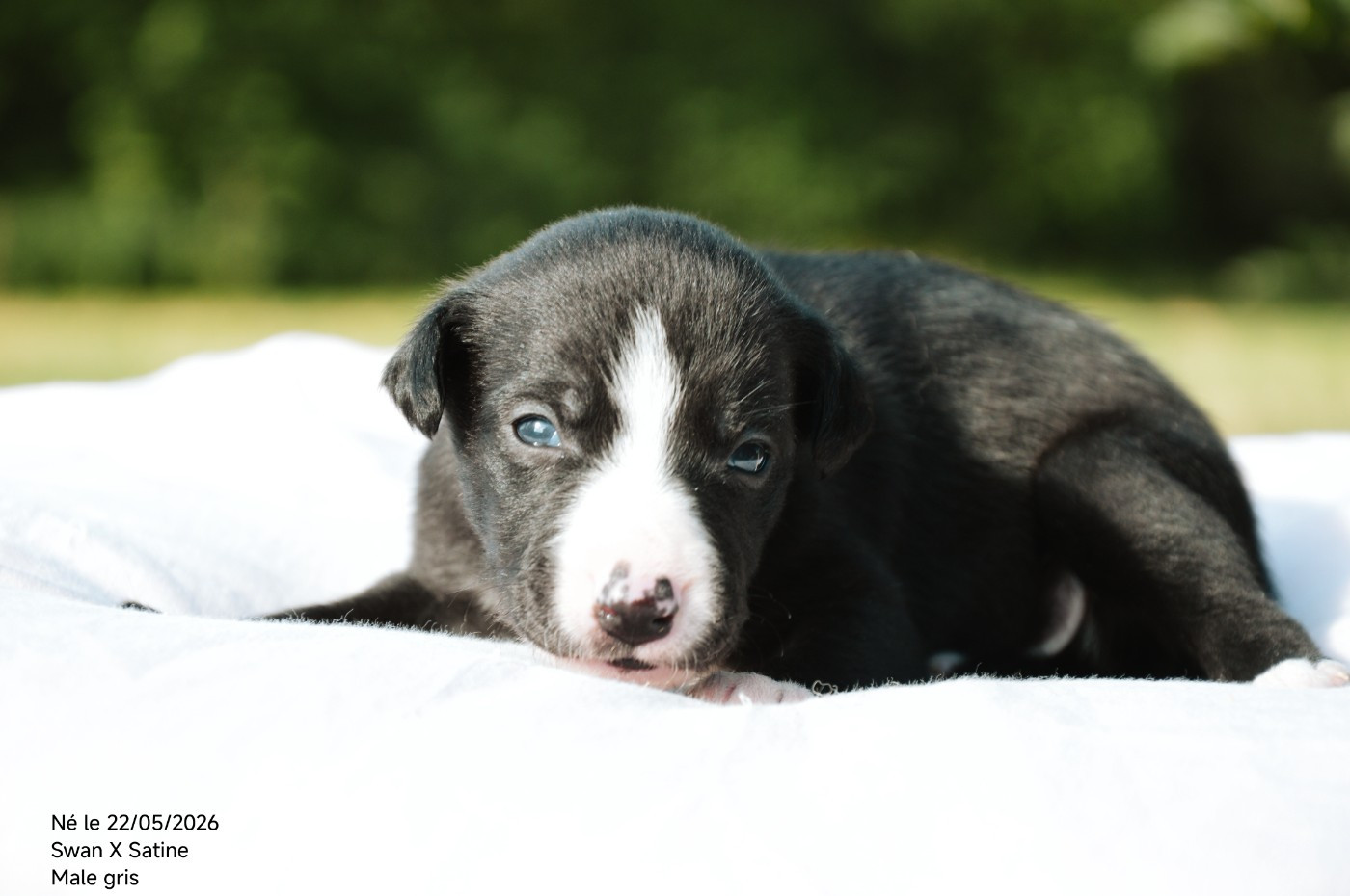 Mady'n Alphysia - Chiots disponibles - Whippet