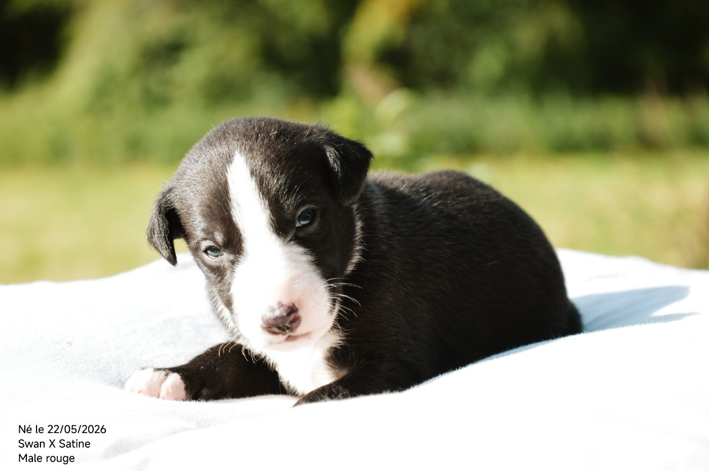 Mady'n Alphysia - Chiots disponibles - Whippet