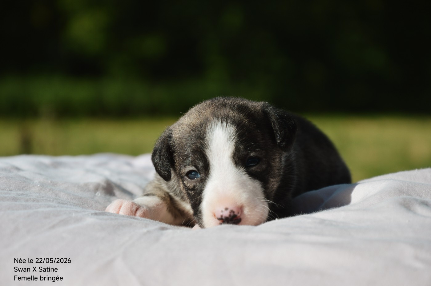 Mady'n Alphysia - Chiots disponibles - Whippet