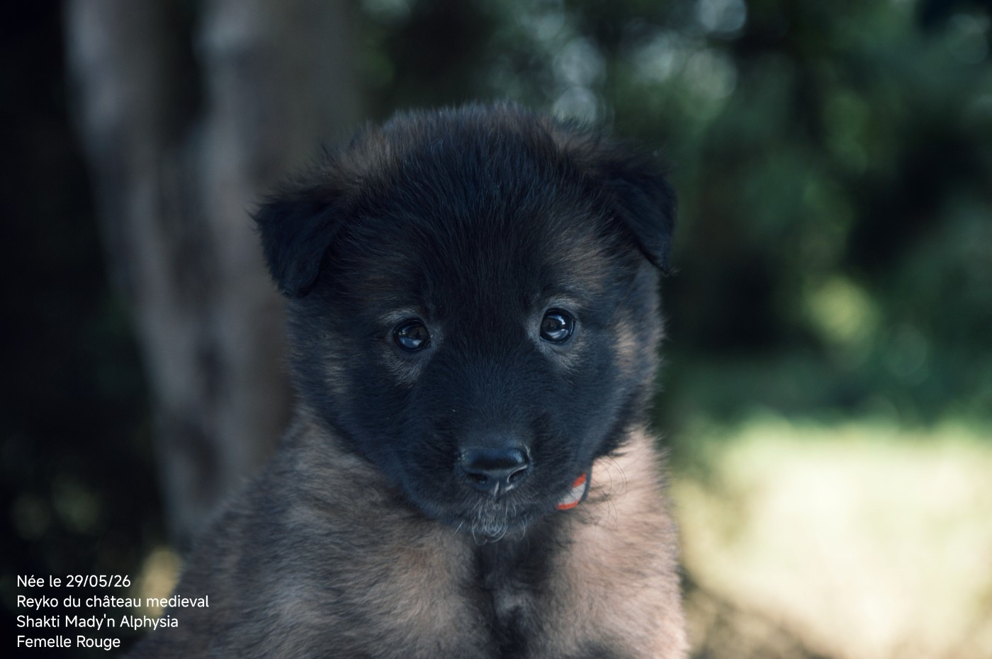 Mady'n Alphysia - Chiots disponibles - Berger Belge