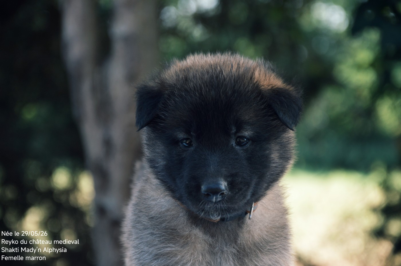 Mady'n Alphysia - Chiots disponibles - Berger Belge